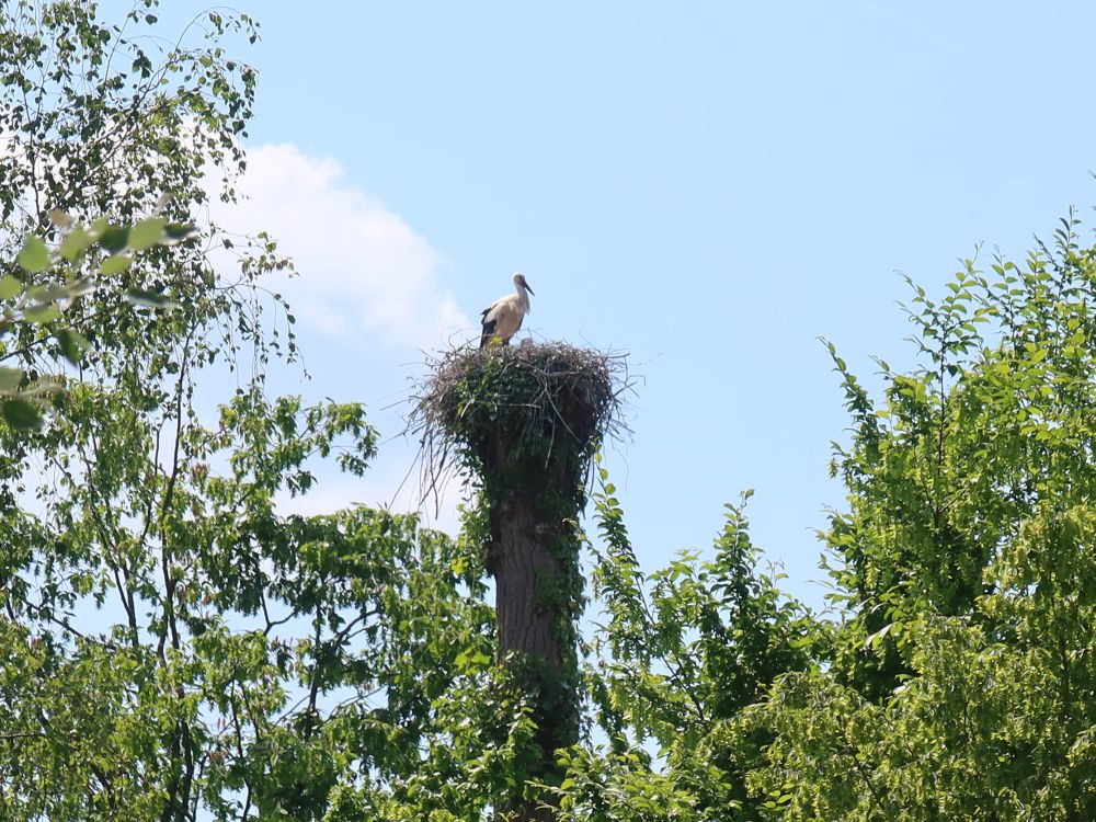 Storch im Nest