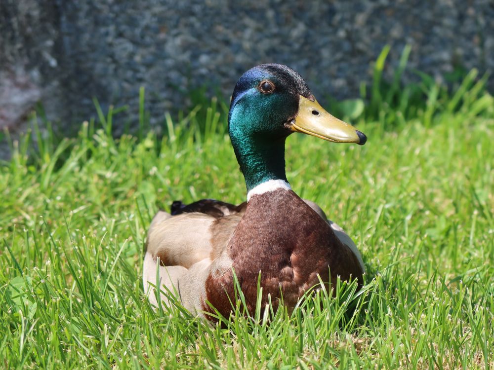 Ente im Gras