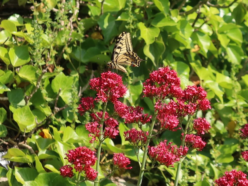 Schmetterling Schwalbenschwanz auf Spornblume