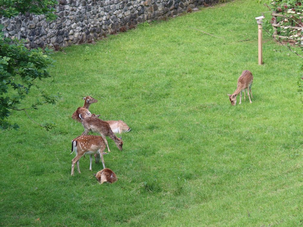 Rotwild im Hirschpark