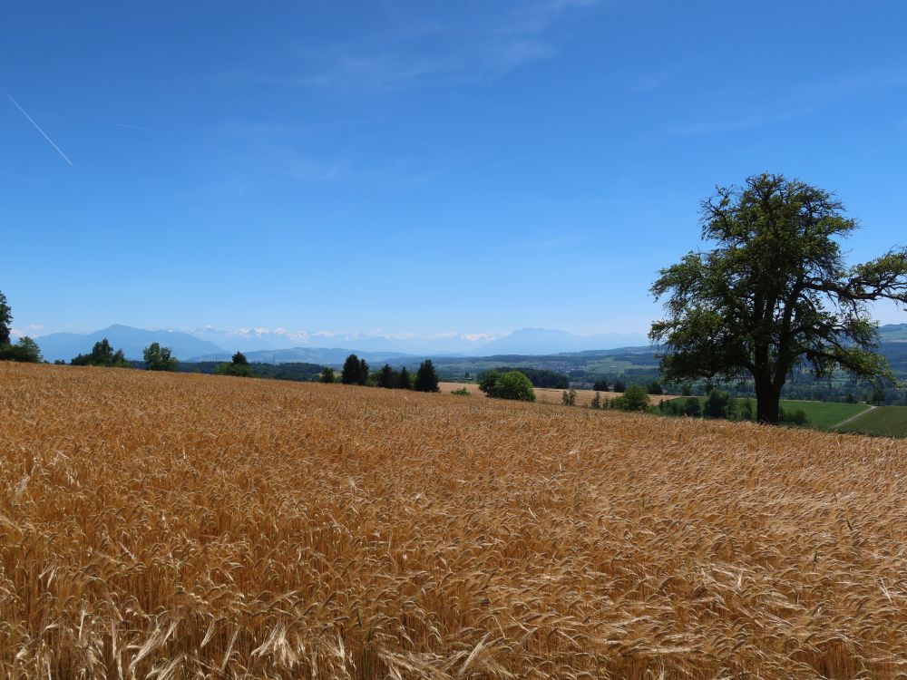 Alpensicht überm Kornfeld