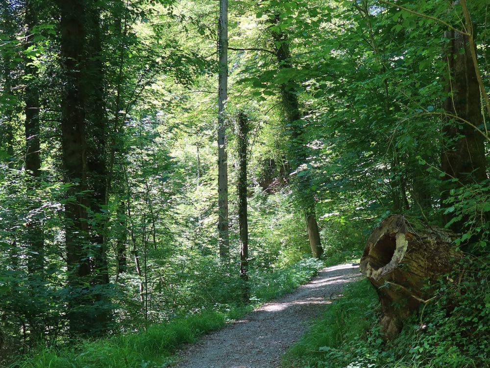 Hohler Baumstumpf am Wanderweg