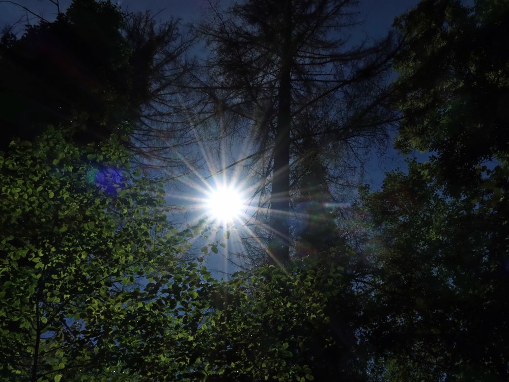 Sonne zwischen den Bäumen