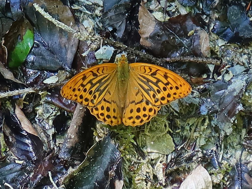 Schmetterling Perlmutfalter