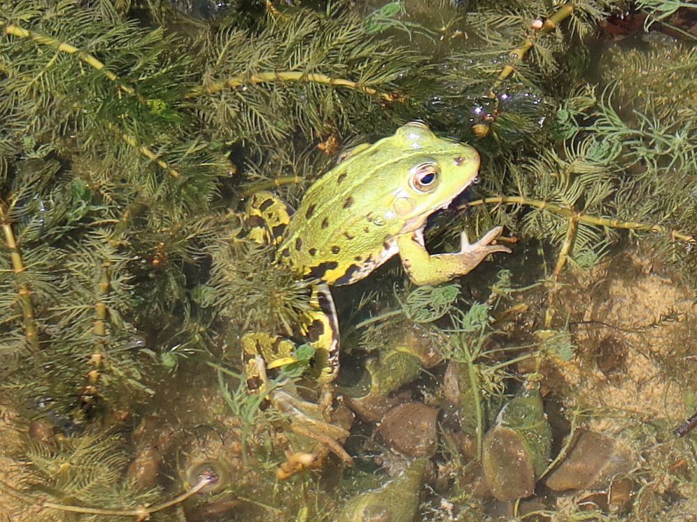 Frosch