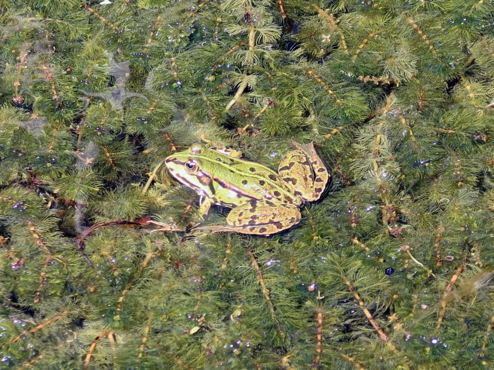 Frosch