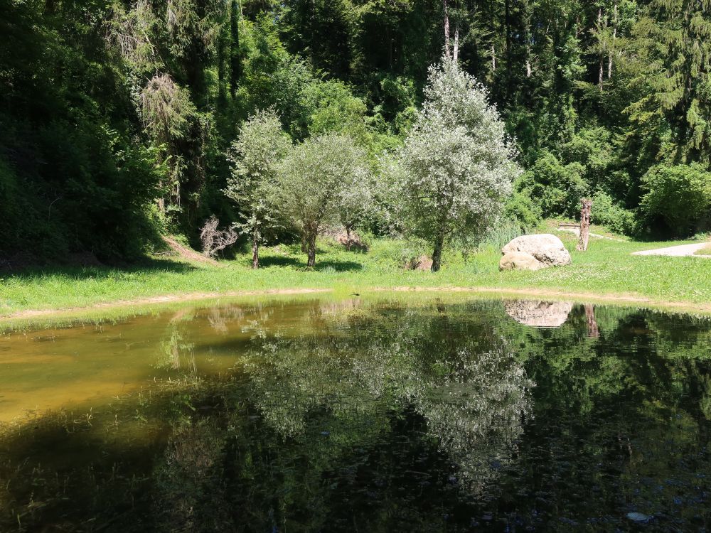 Spiegelung im Teich