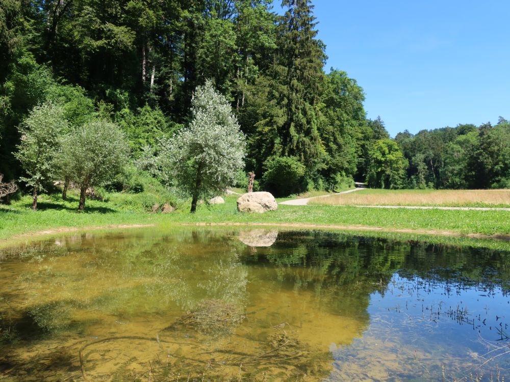 Spiegelung im Teich