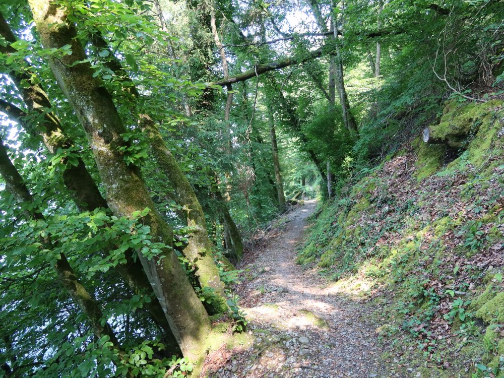 Rheinuferweg