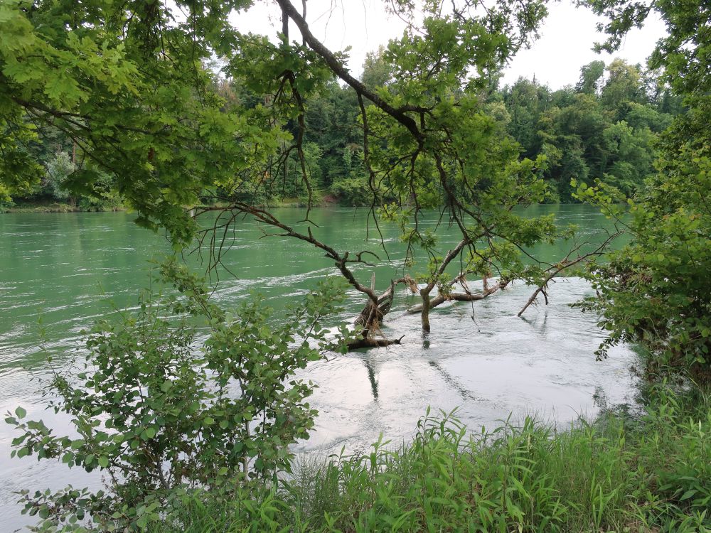 Rhein