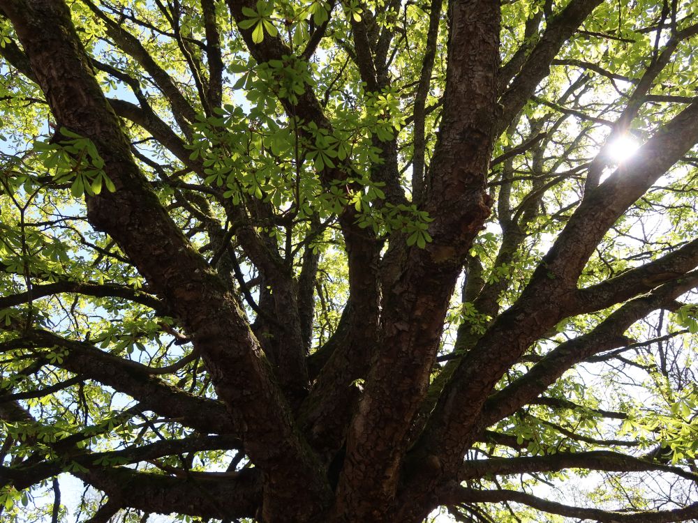 Baum mit Gegenlicht