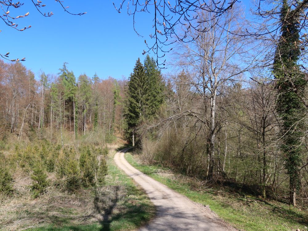 Waldweg
