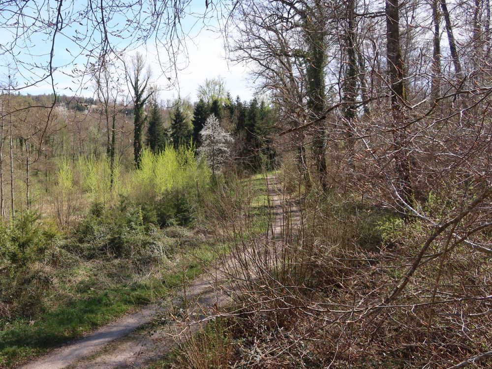 Waldweg