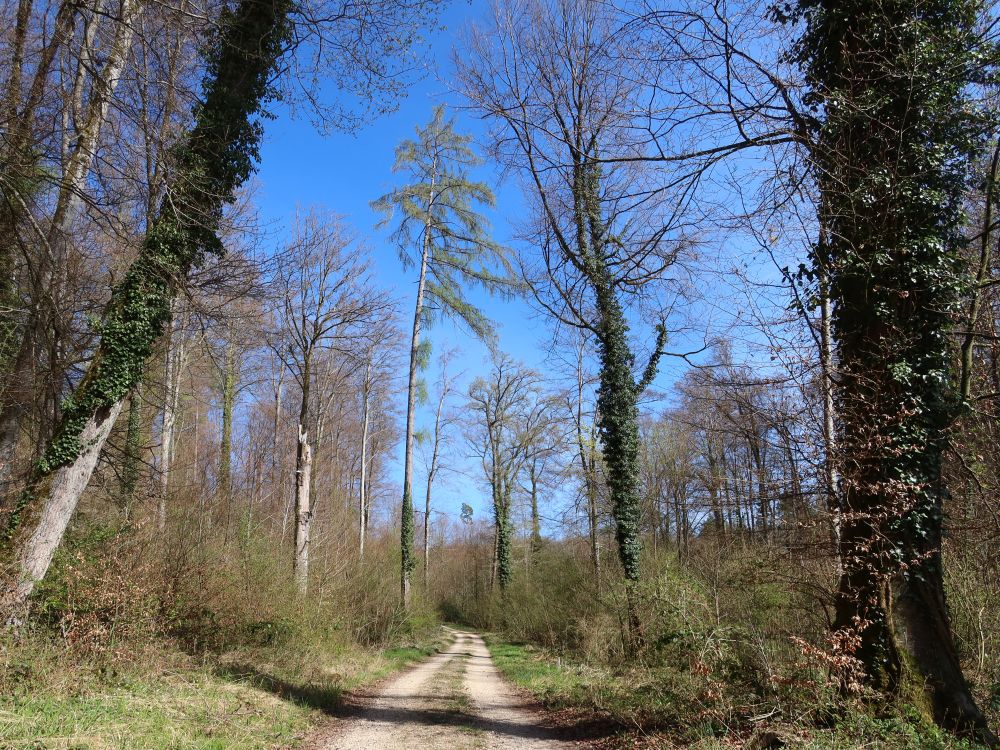 Waldweg