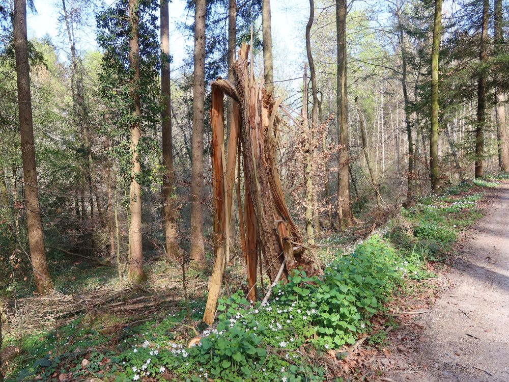 geknickter Baumstumpf