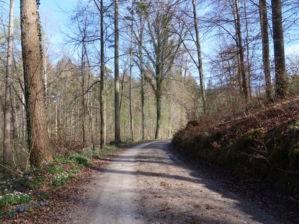 Waldweg