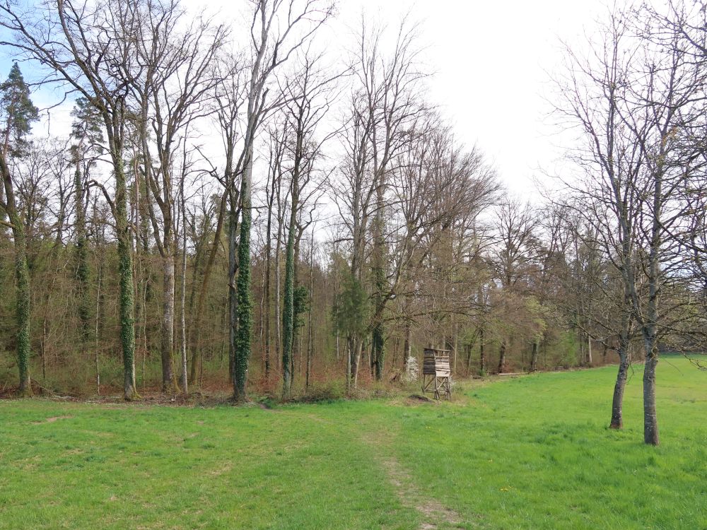 Wiesenpfad