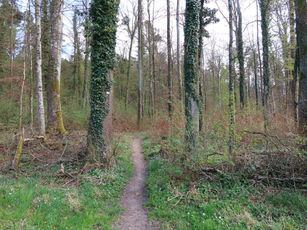 Waldpfad
