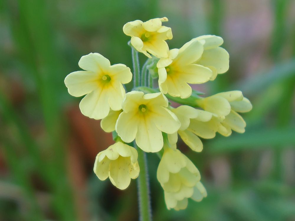 Schlüsselblume