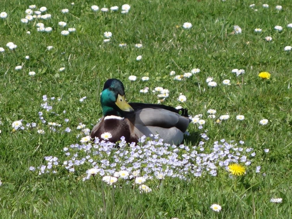 Ente in Blumenwiese