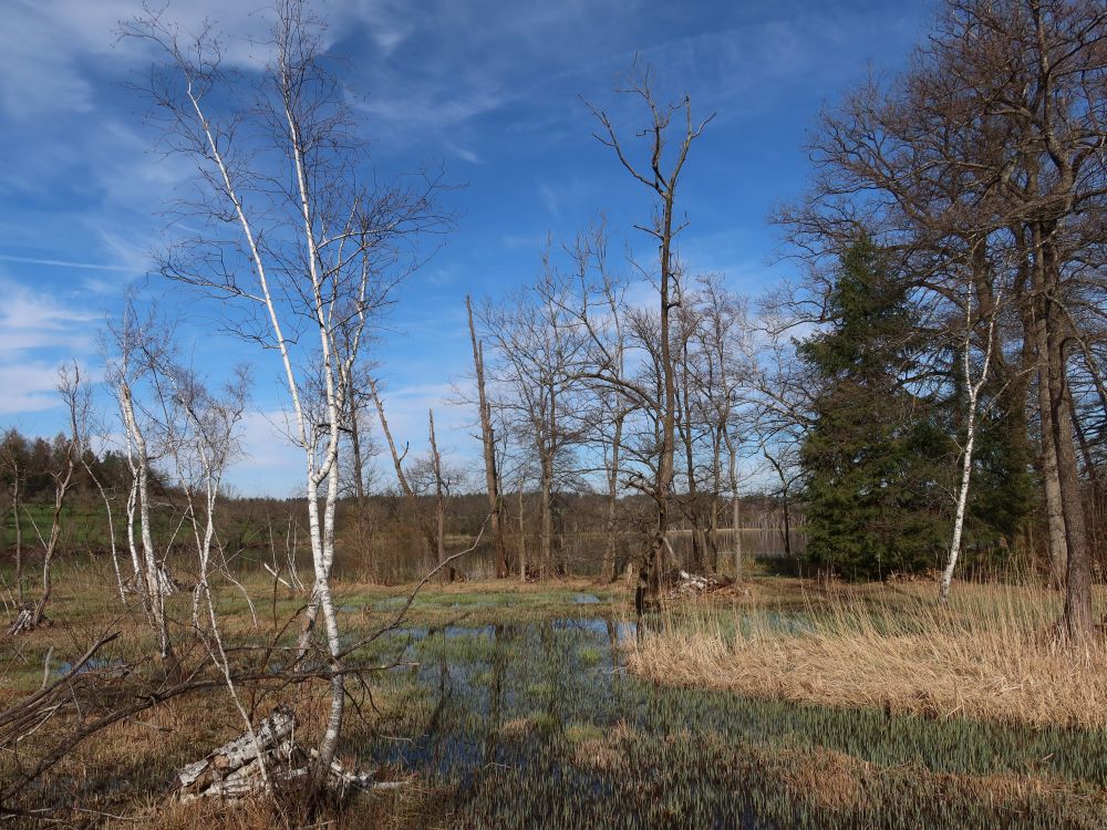 Ried am Katzensee