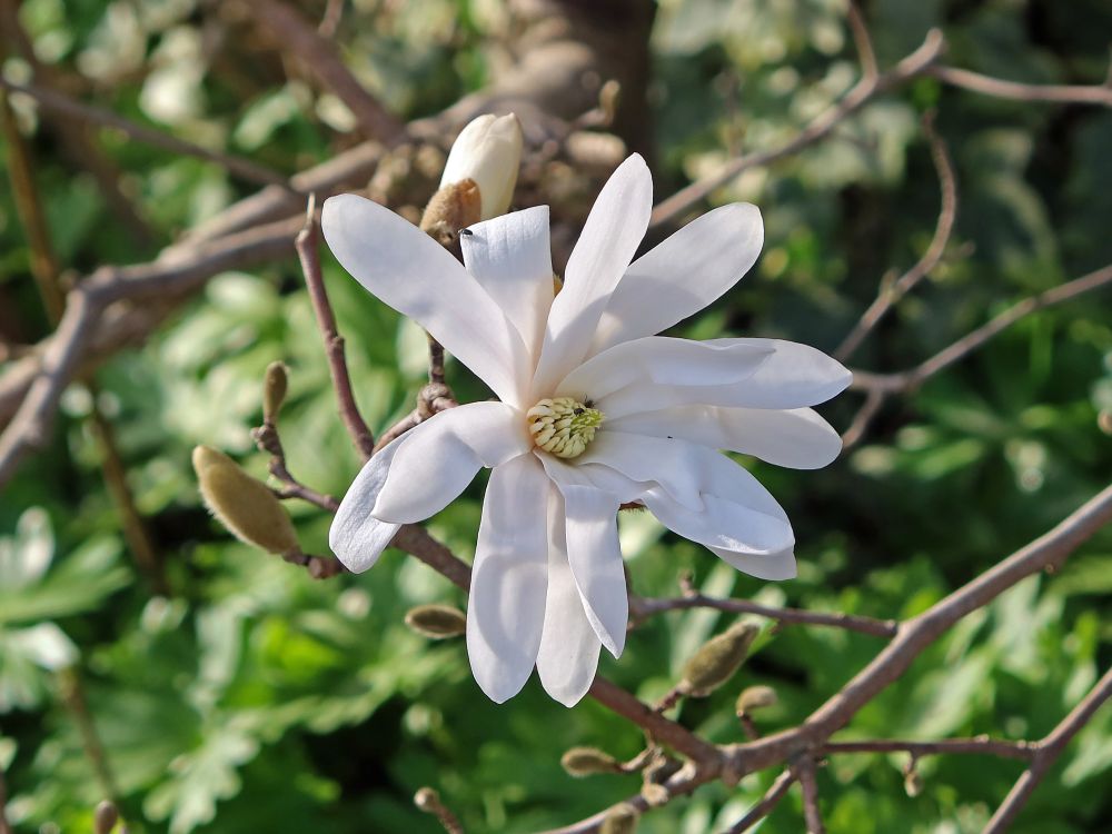 Magnolienblüte