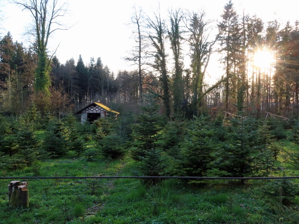 Waldhütte mit Gegenlicht