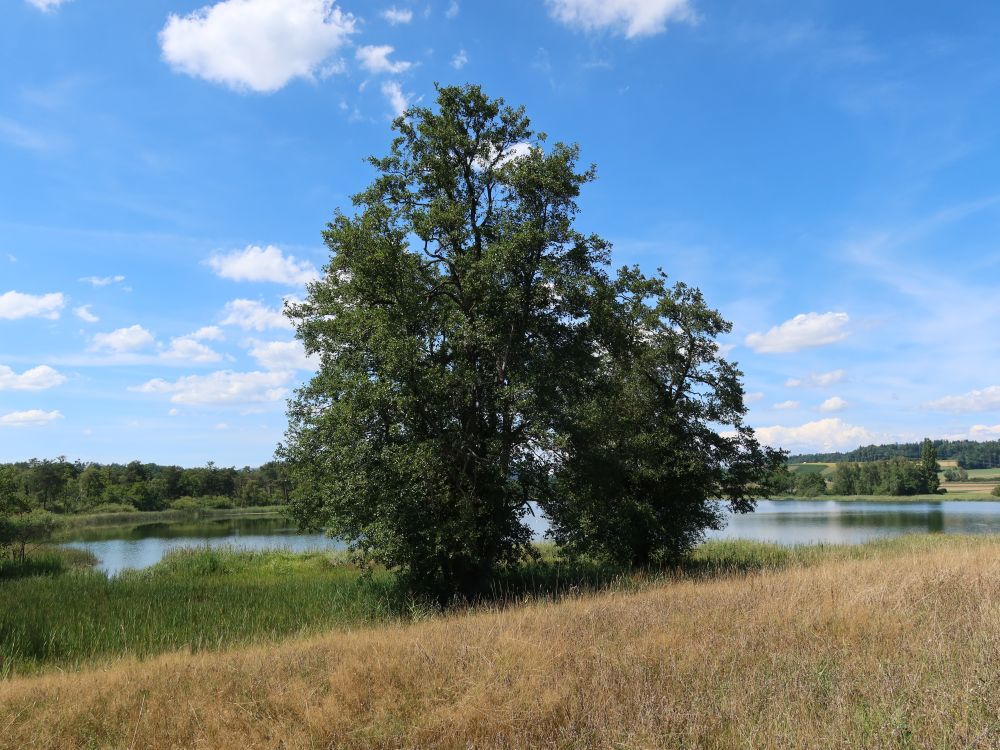 Oberer Katzensee