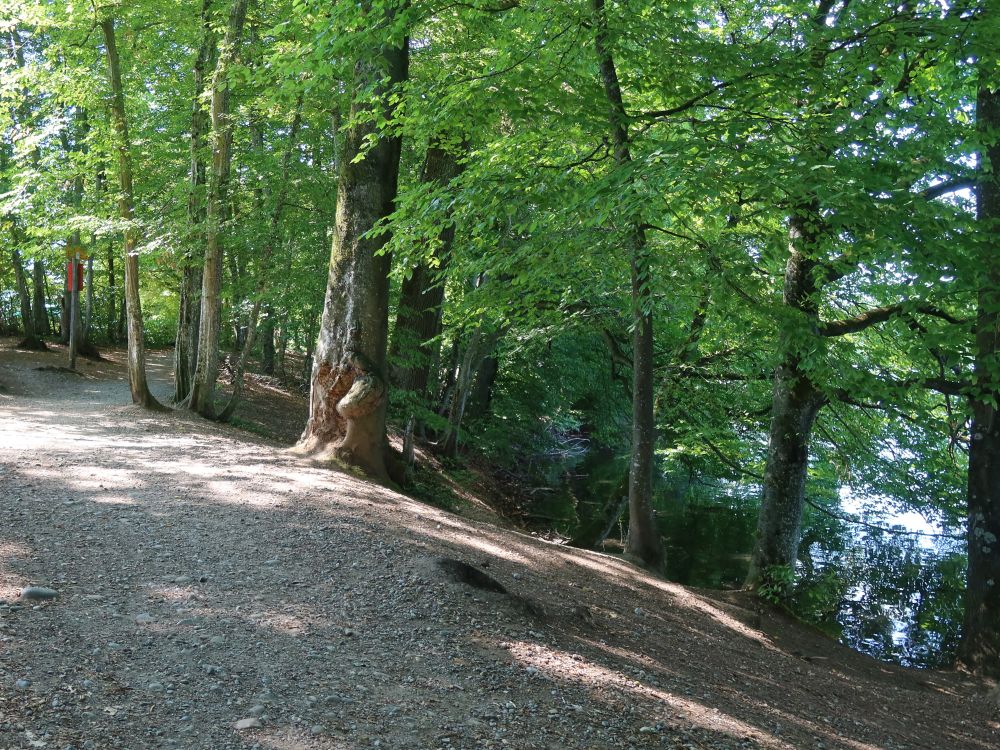 Seeufer am Unteren Katzensee