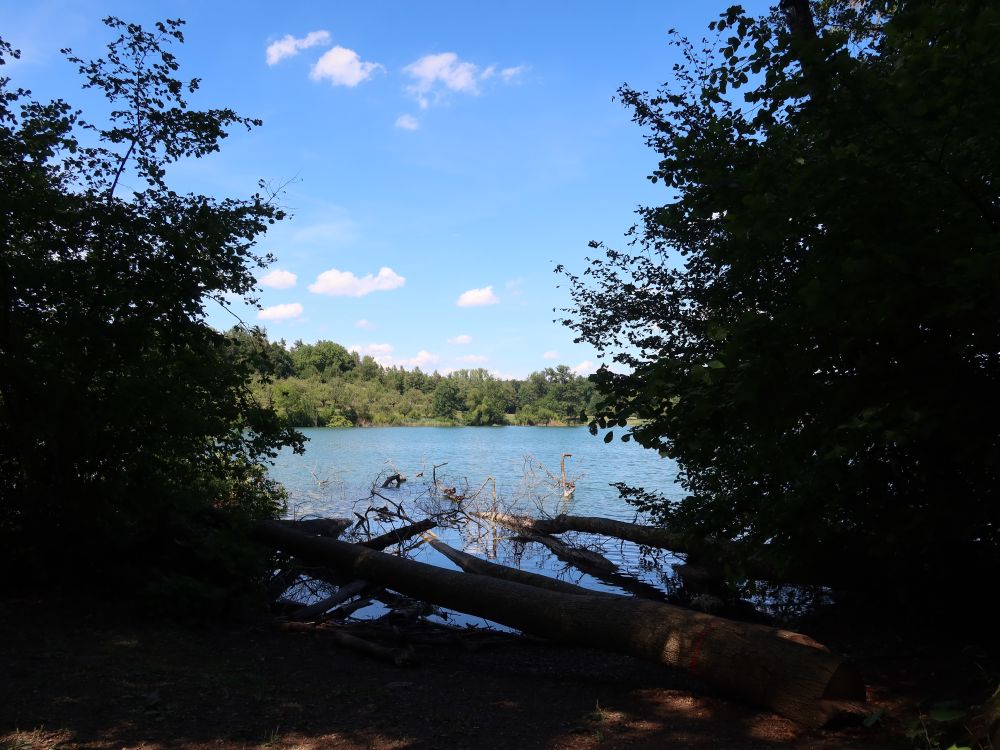 tote Bäume im Unteren Katzensee