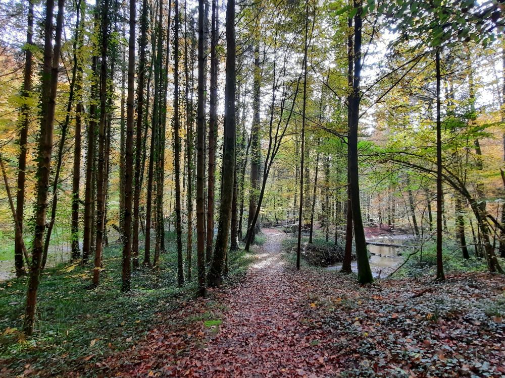 Waldweg im Hagholz