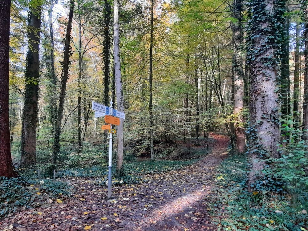 Waldweg