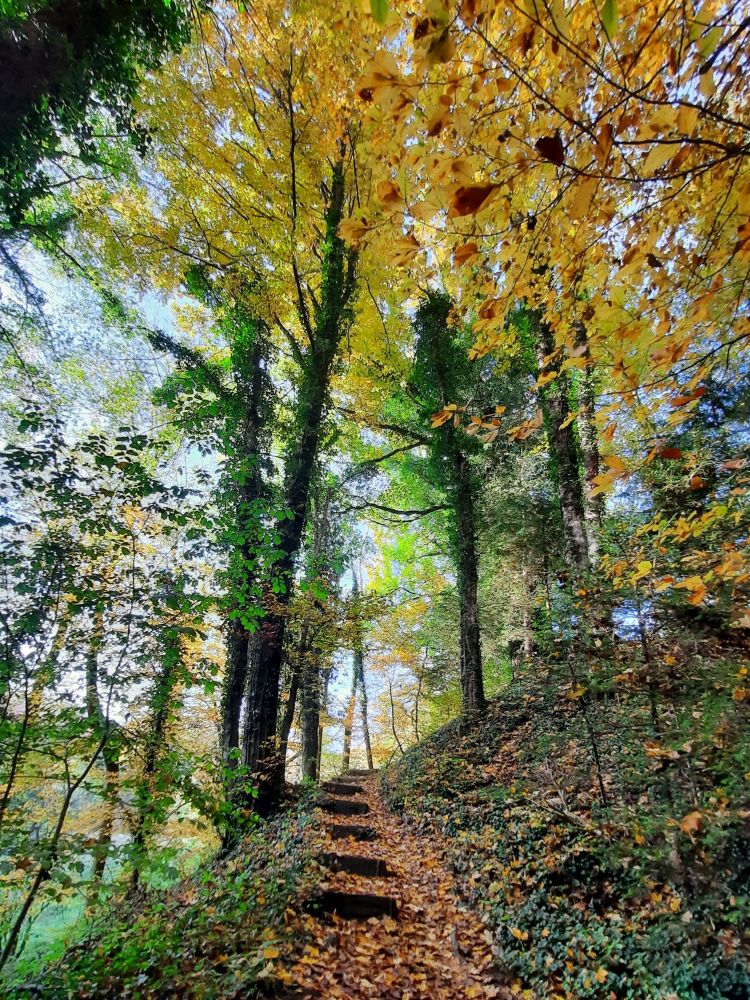 Waldtreppe