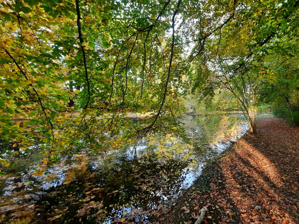 Teich am Fortibach