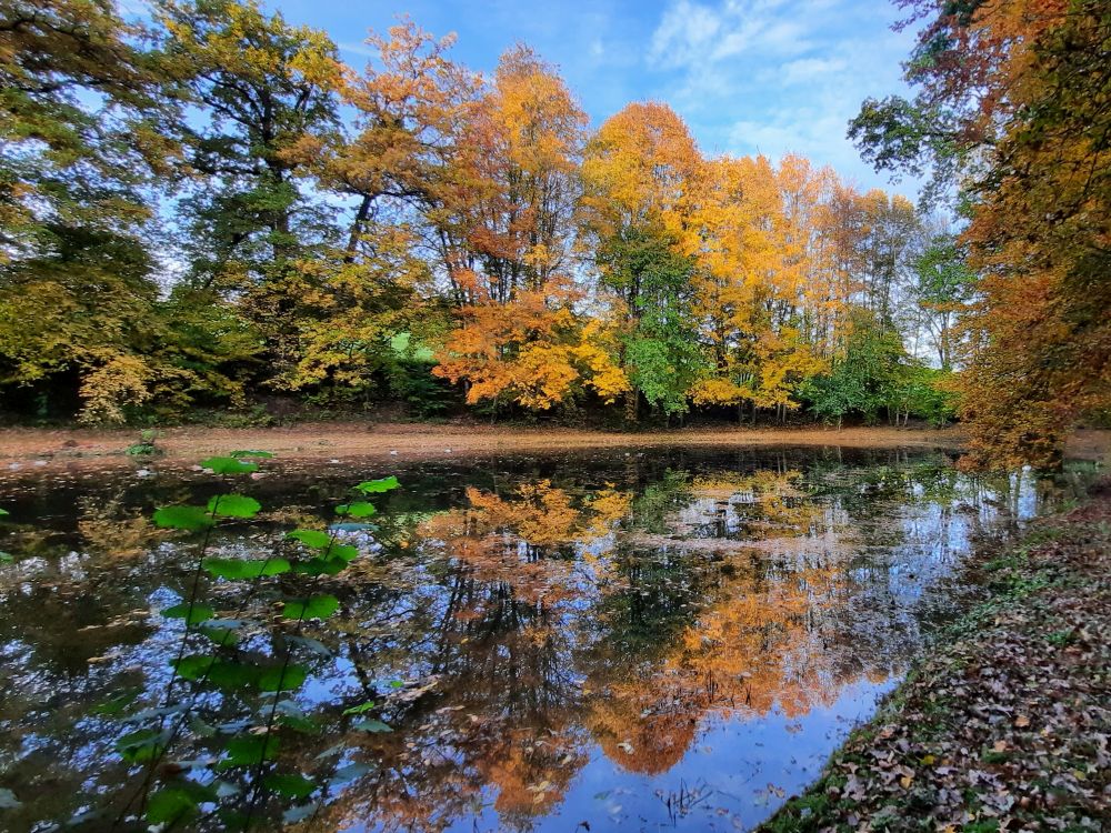 Teich am Fortibach