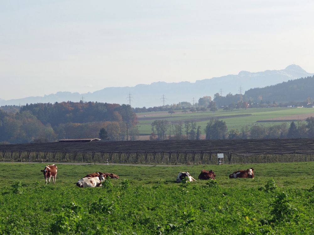 Kuhherde und Säntis