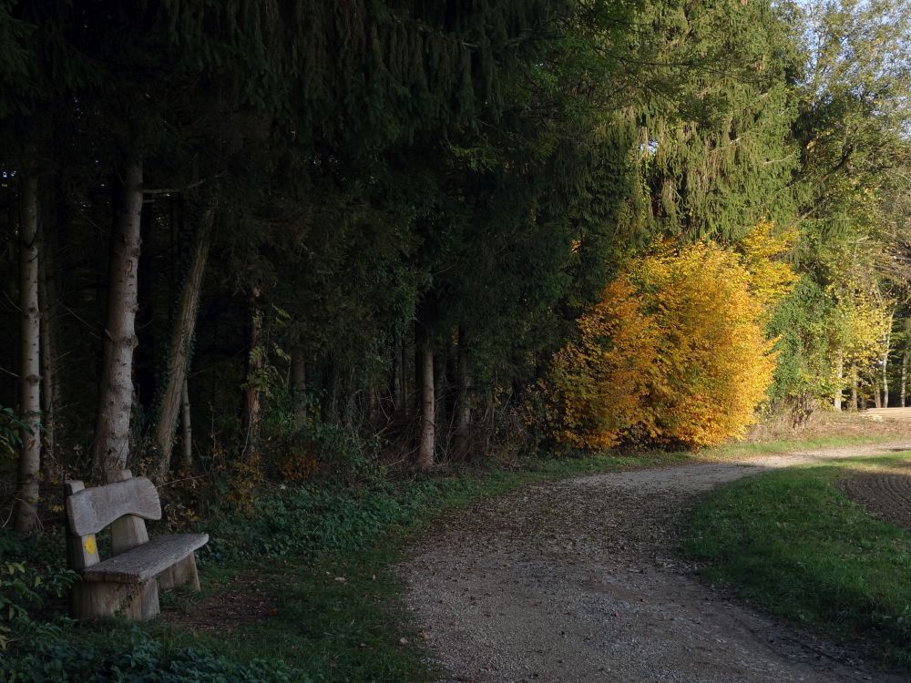 Sitzbank am Waldrand