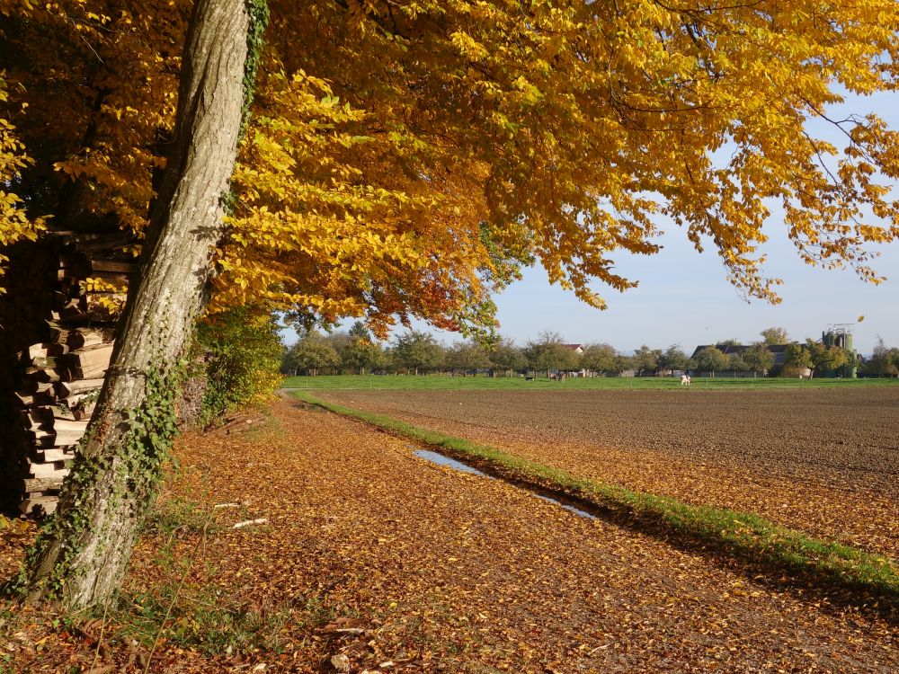 Herbstfarben