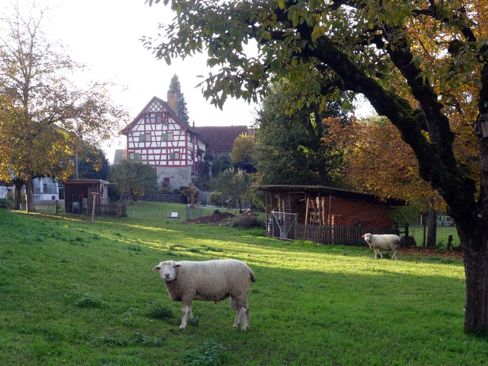 Schafe in Unterneuwilen