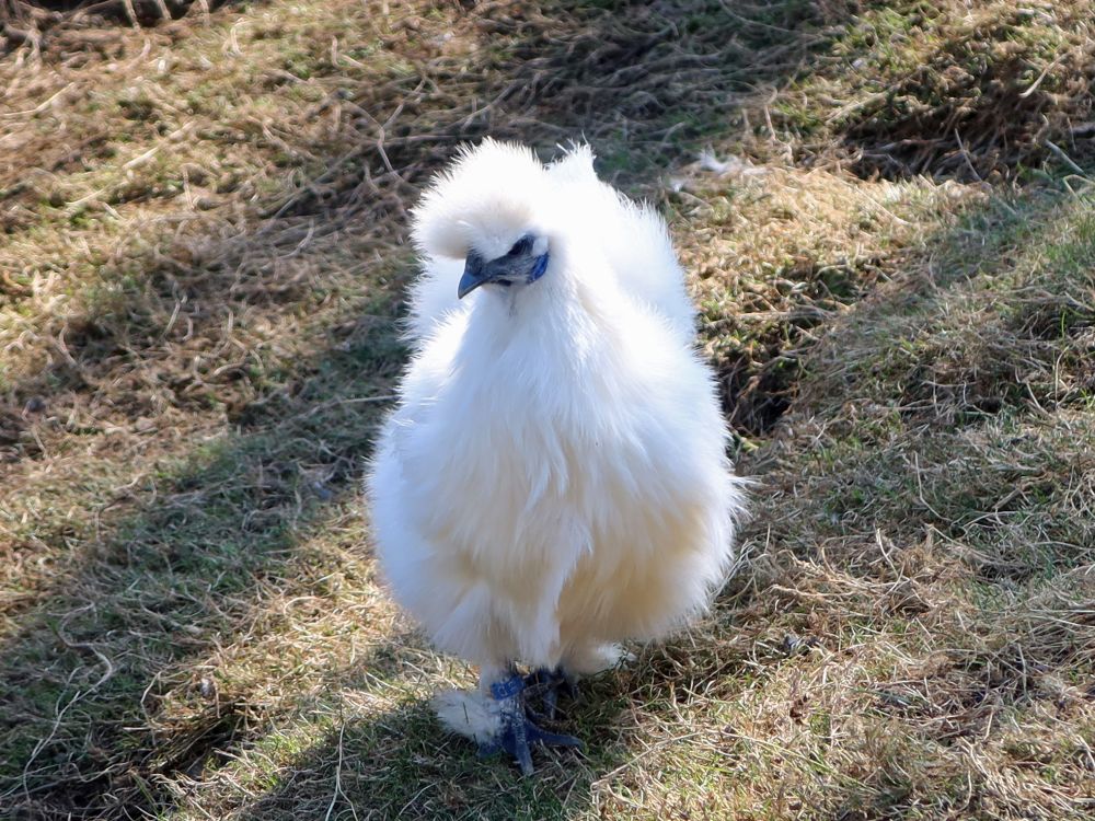 Seidenhuhn
