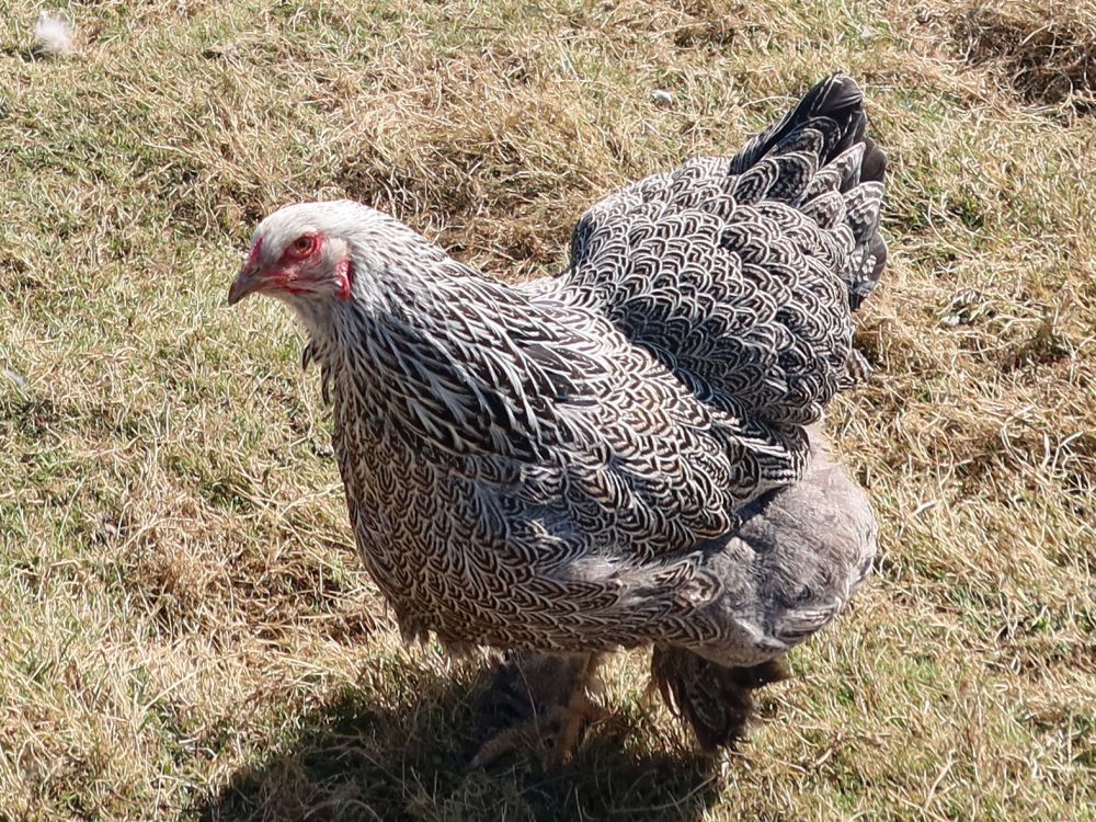 anderes Huhn