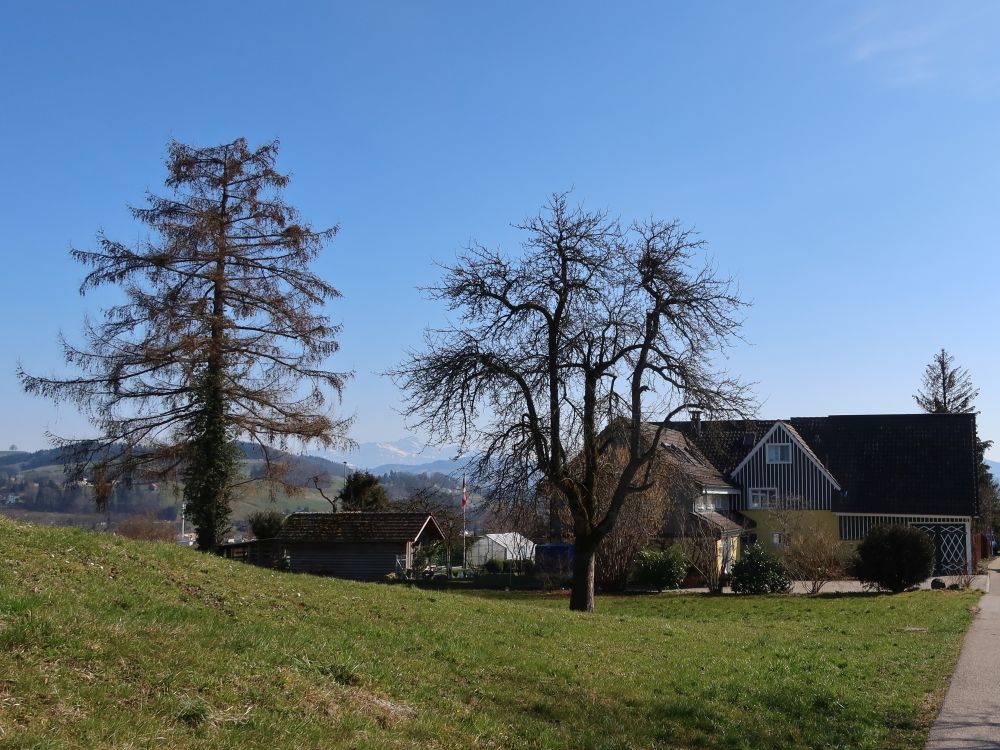 Säntis zwischen den Bäumen