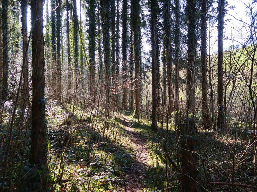 Waldpfad
