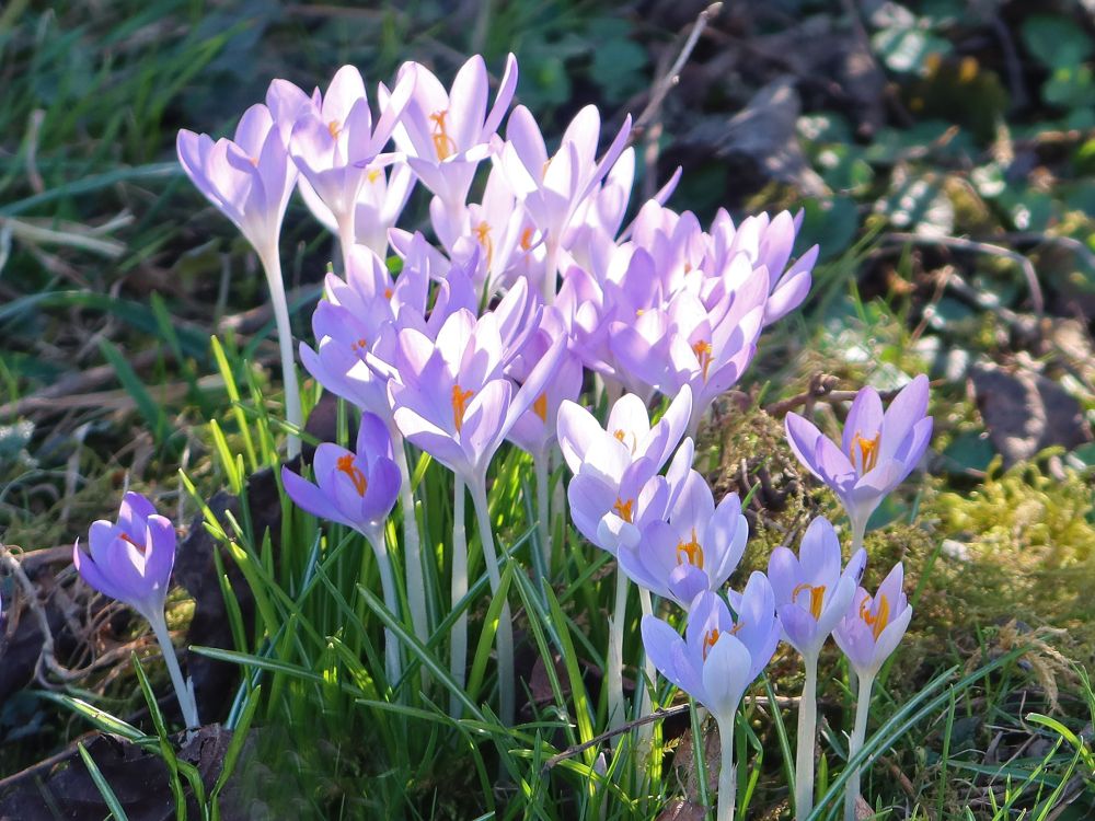 Krokusse