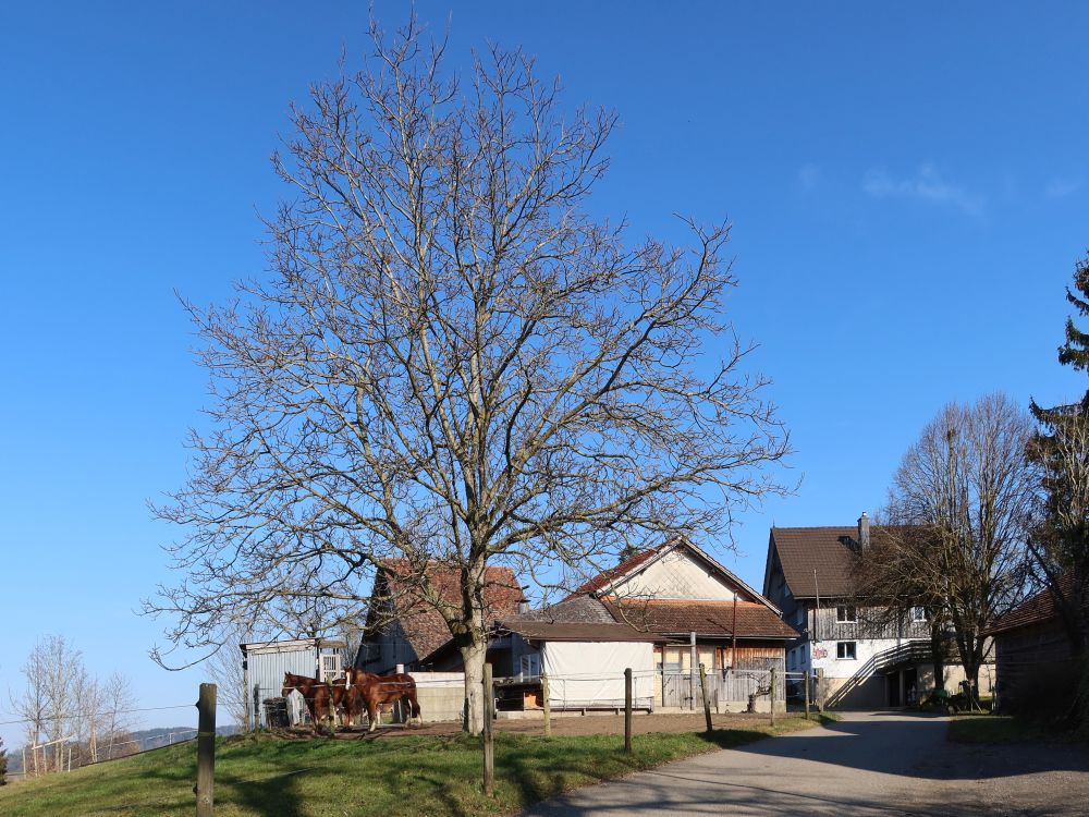 Hänisberg