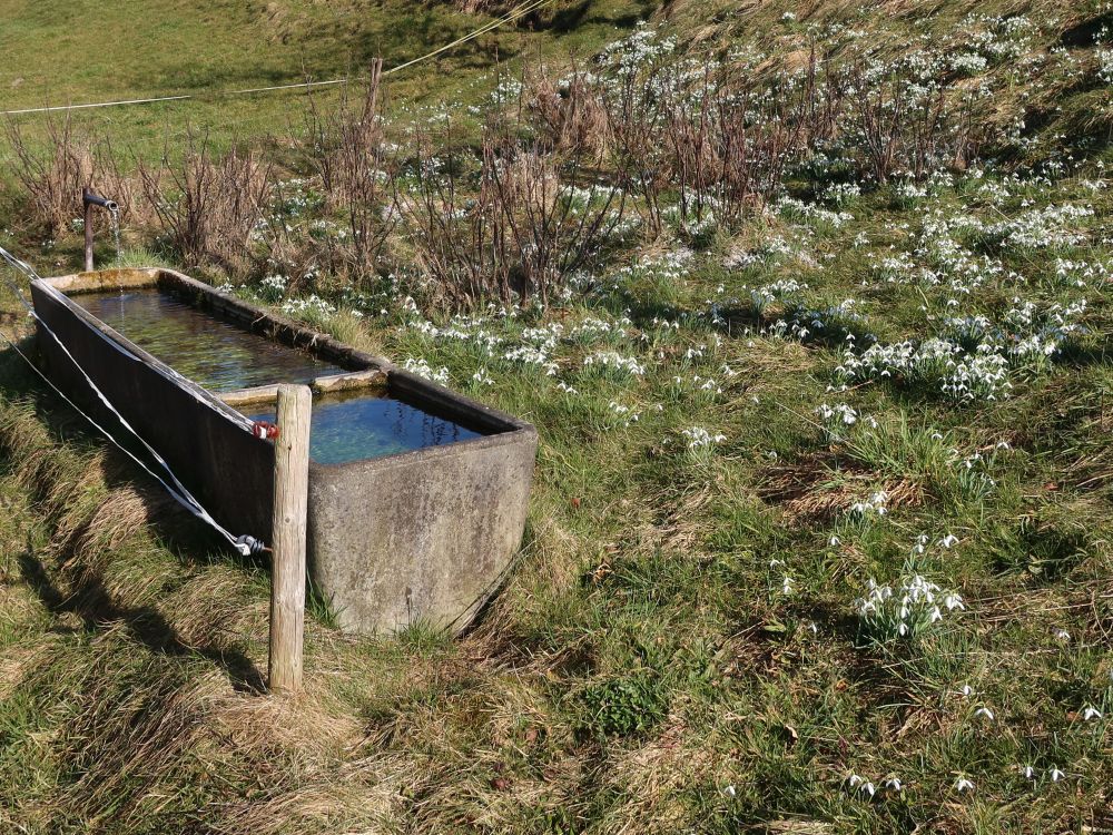 Brunnen und Schneeglöckchen