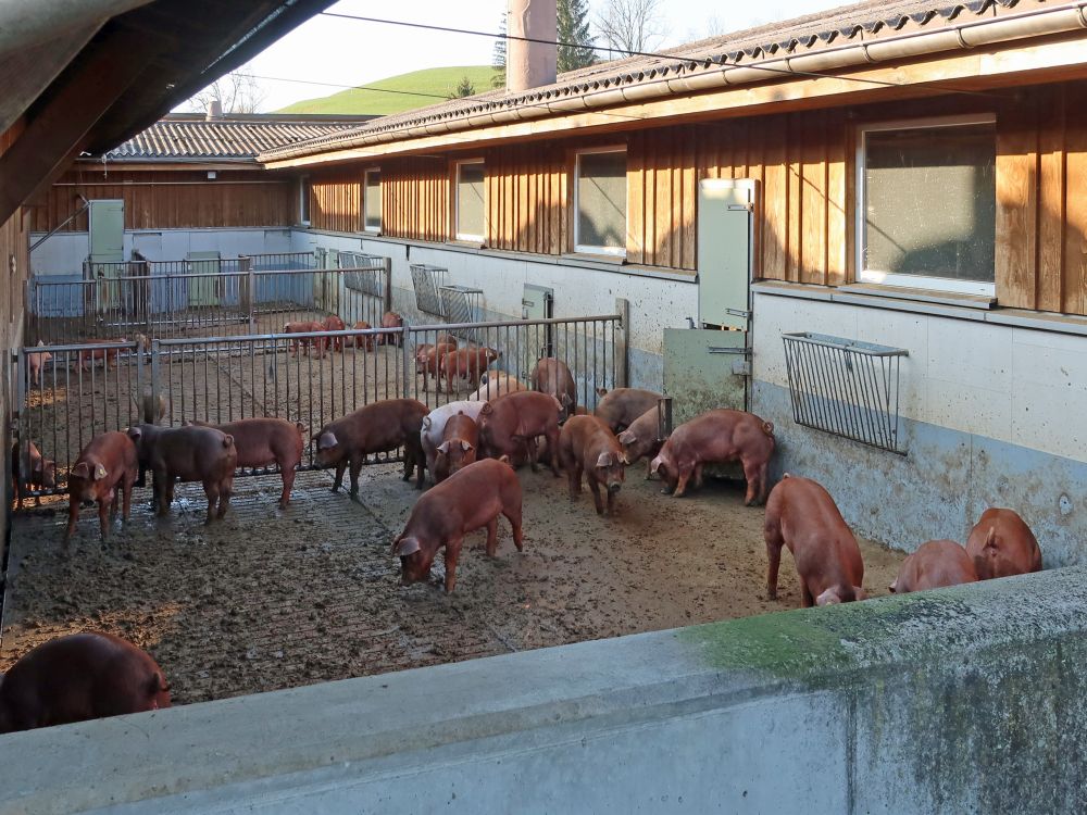 Schweine