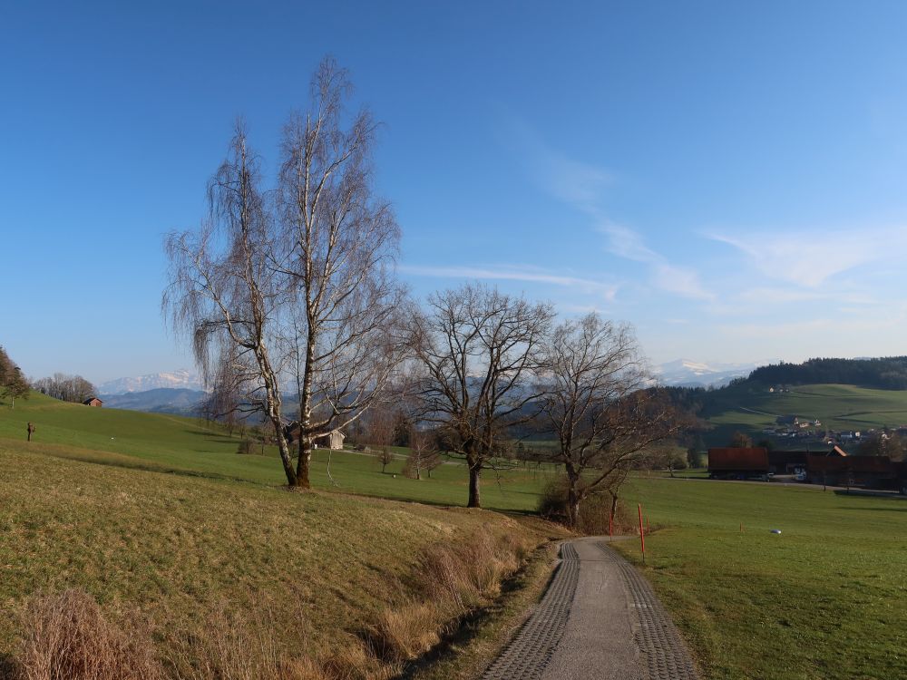 Birke zwischen Säntis und Speer