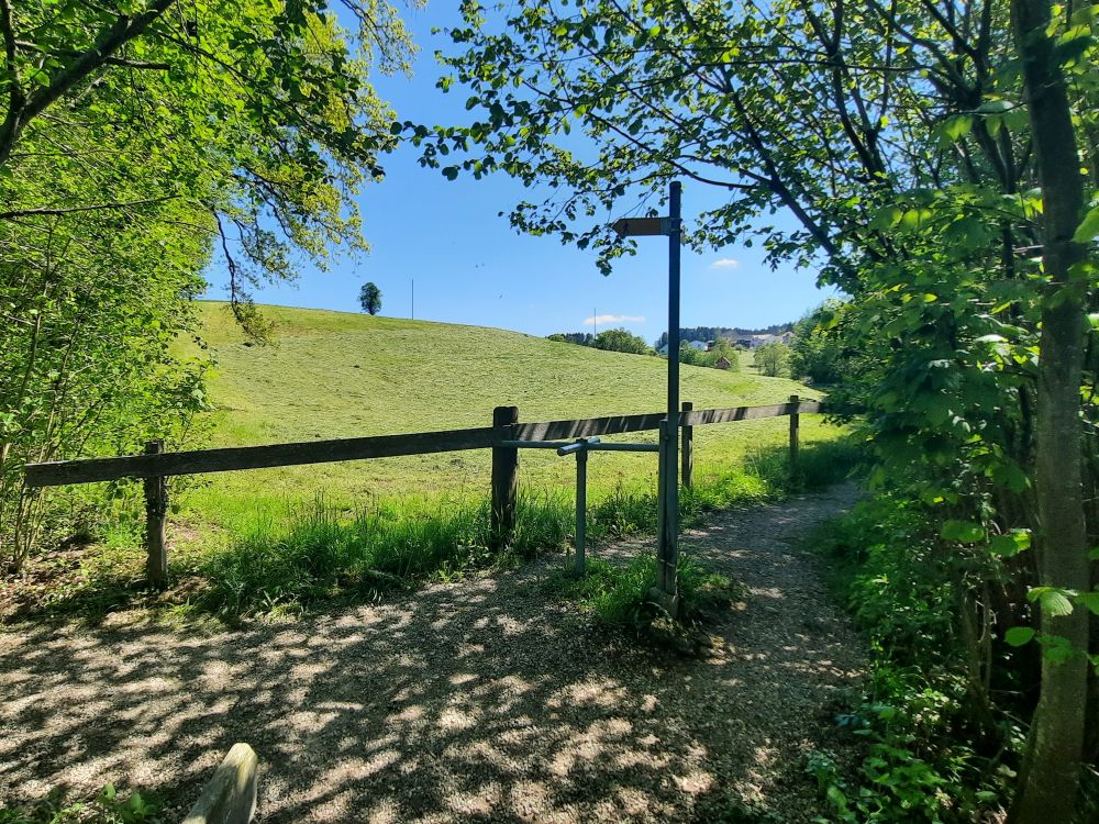 Wanderweg bei Dietschwil