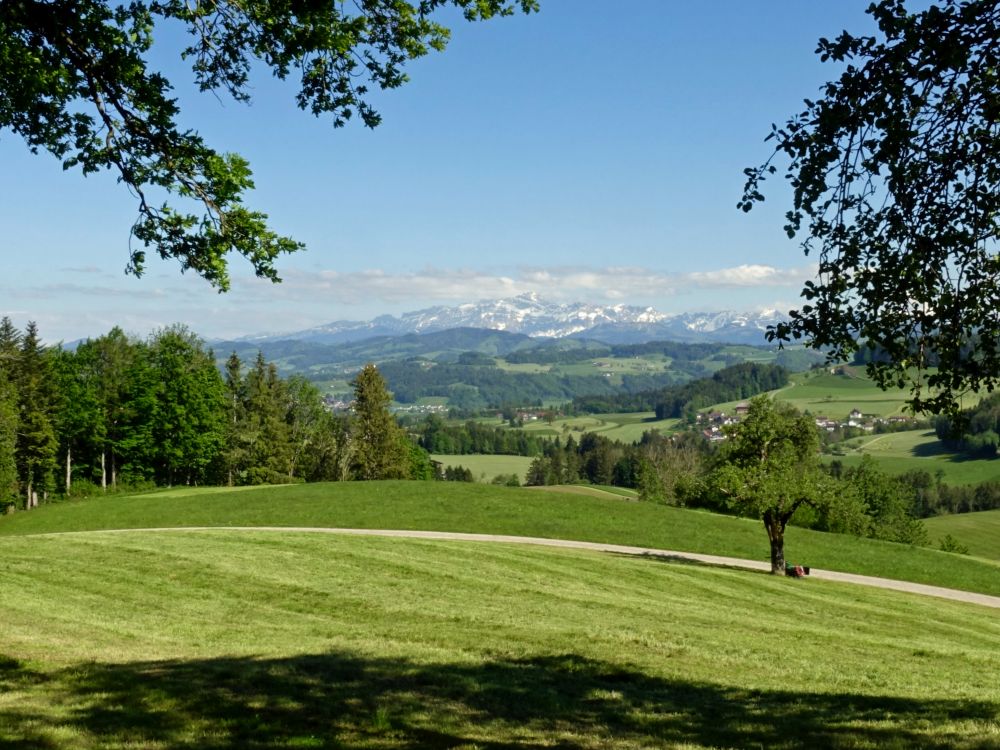 Säntisblick oberhalb Wittwil